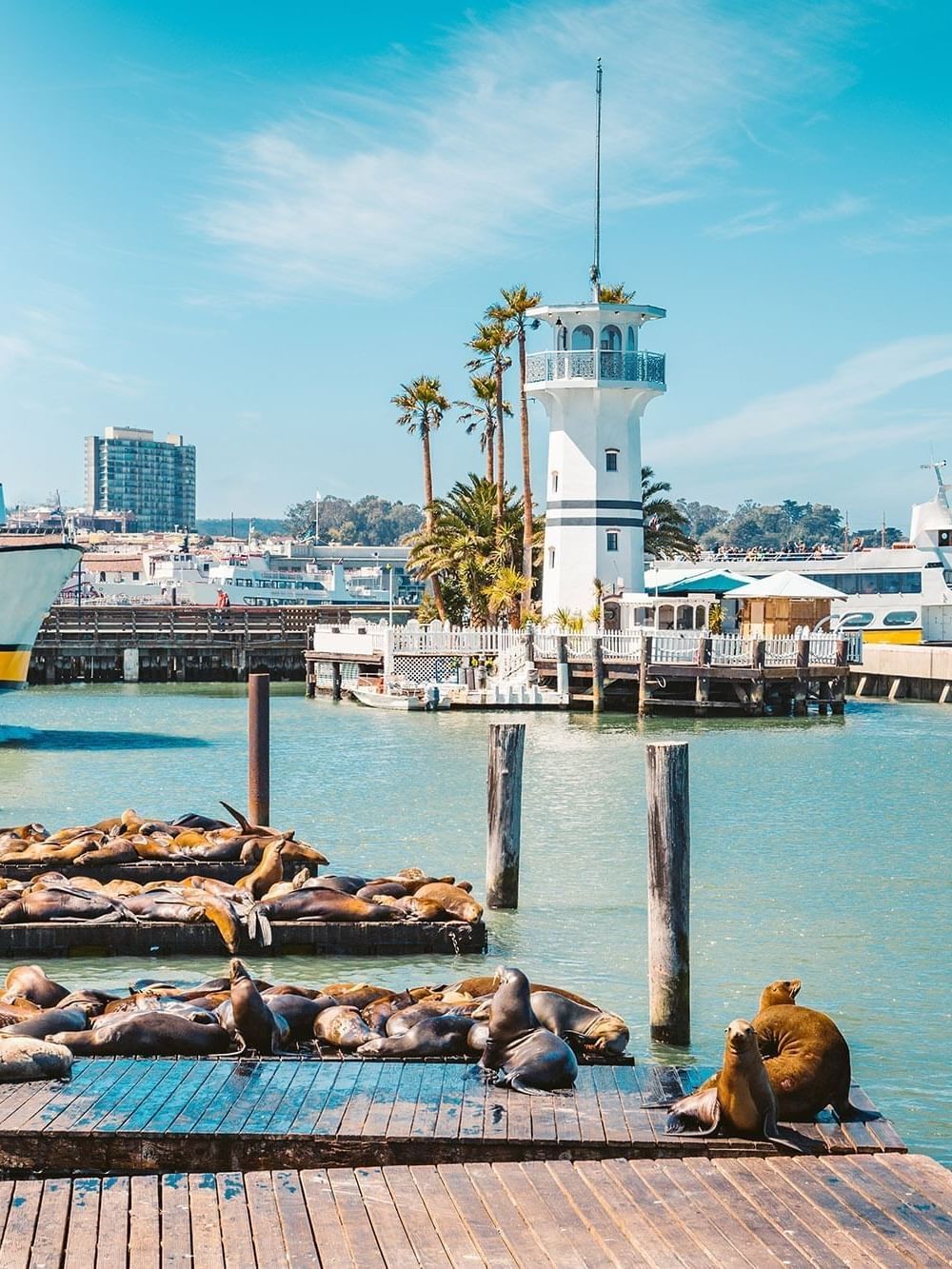 Sea lions resting on wooden docks by a white lighthouse under a blue sky near Warwick San Francisco