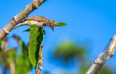 Pequeño pájaro en rama mediana