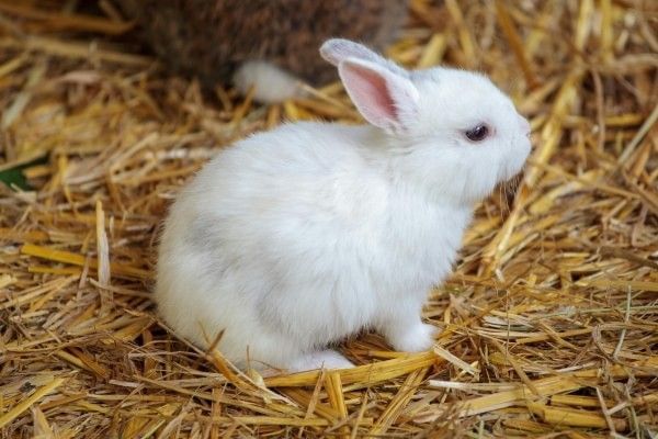 Baby bunny at Thrift Farm in Buckingham.