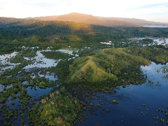 An expansive aerial view of a forest area near Park Hotel Group