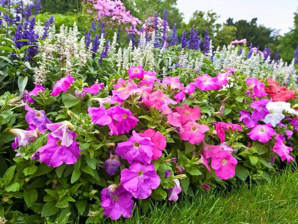 Manicured flower garden with colorful azaleas near One Hotels