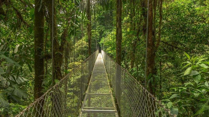 Hanging bridge in the forest near Buena Vista Del Rincon