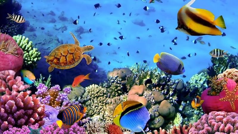 Fiji Fishes