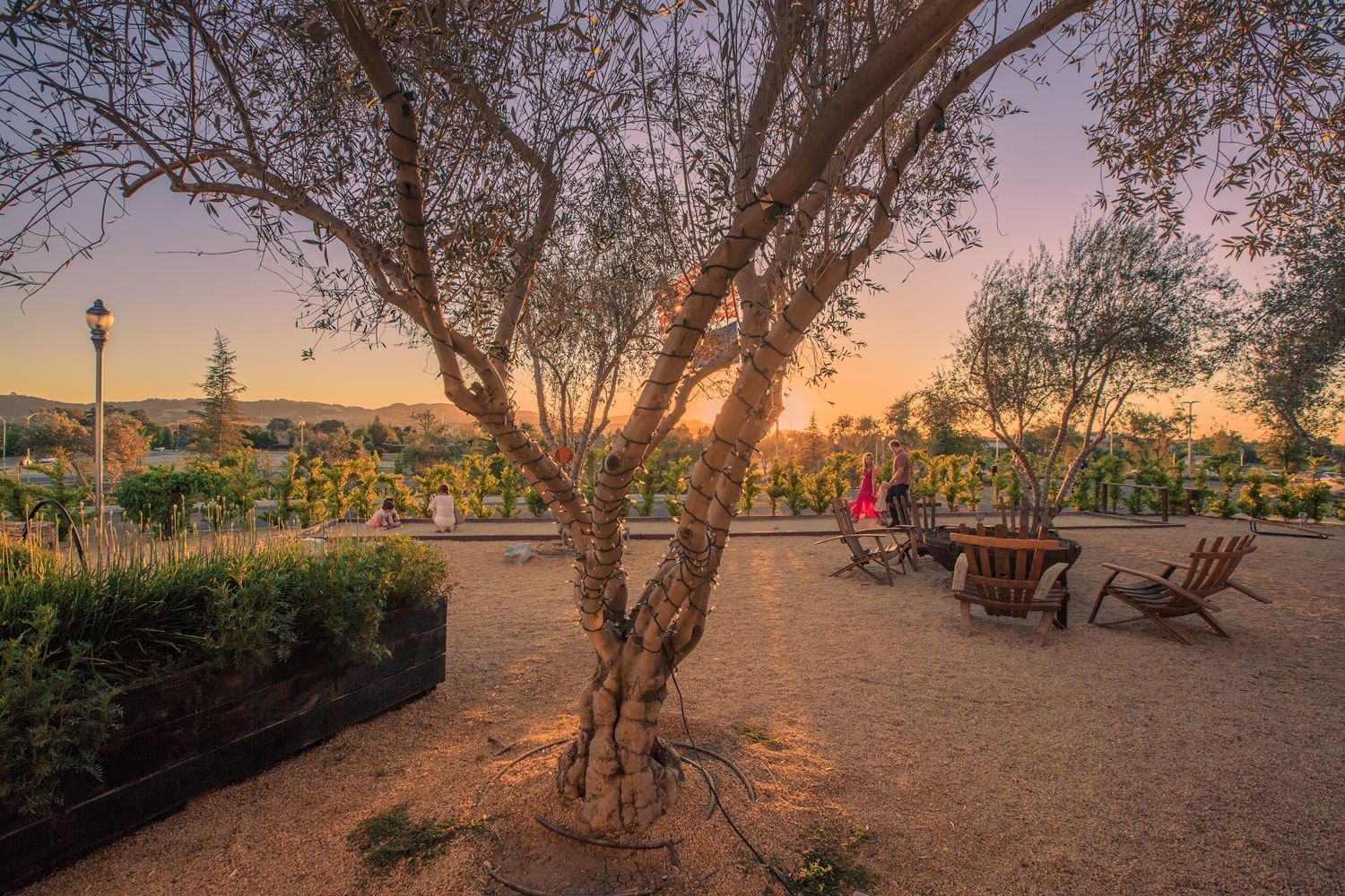 Lorem ipsum Looking out over the vineyard with the sun setting behind it