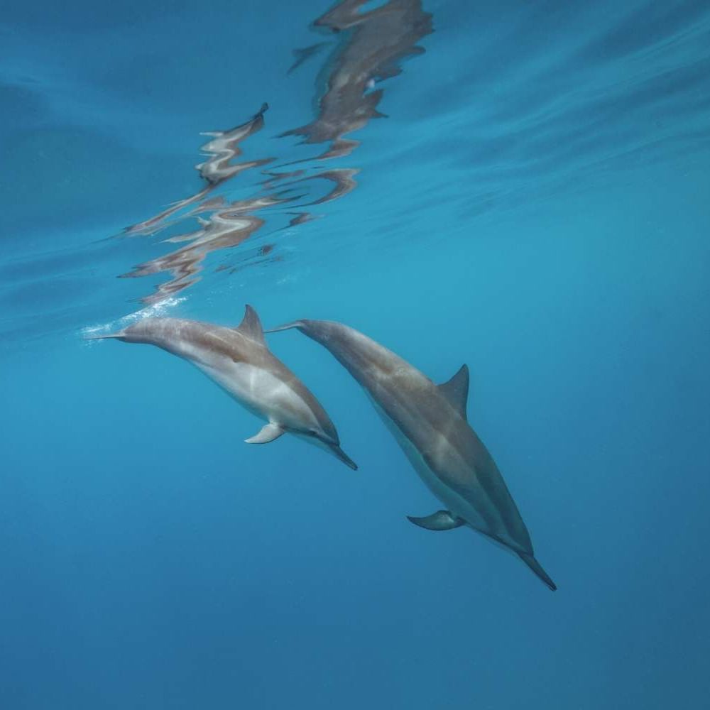 Dolphins captured underwater near Waikiki Resort Hotel by Sono