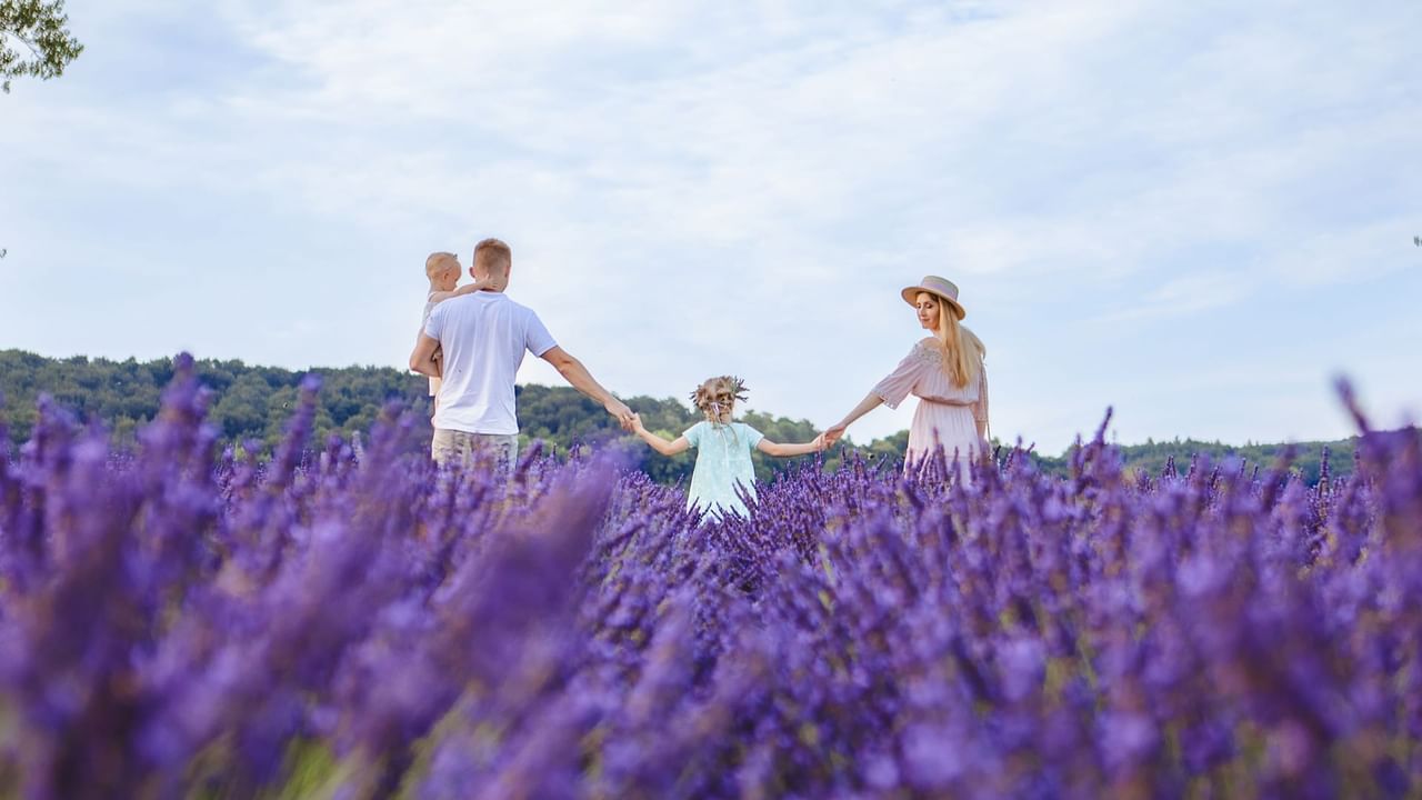 family walks in a lavender field