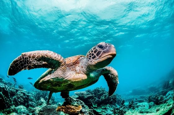A turtle swimming over corals near Maui Coast Hotel
