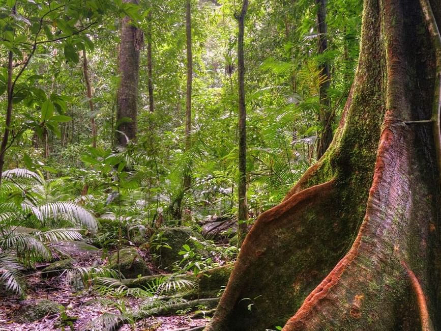 Mossman Gorge near Silkari Hotel Port Douglas