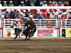 calgary stampede