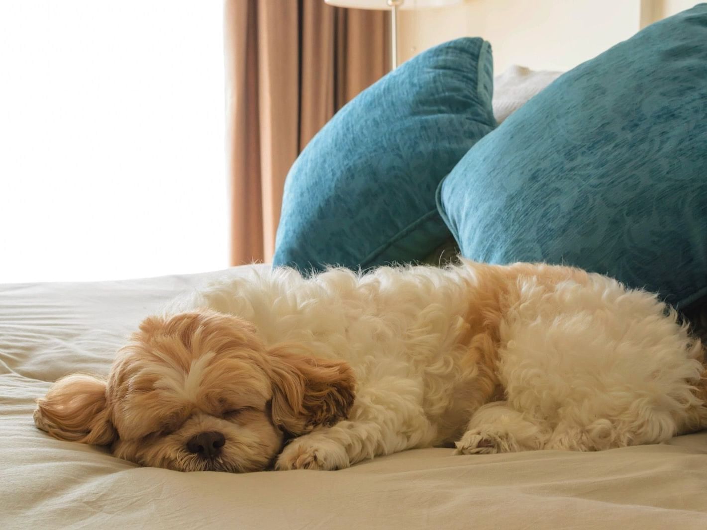 Dog friendly in selected rooms at the Alexis Park Resort