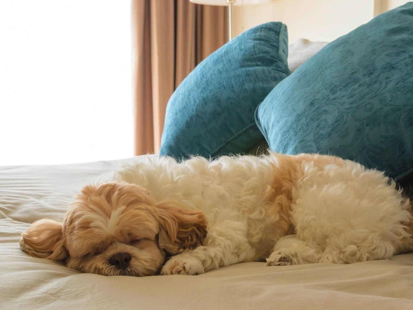 Closeup of a dog sleeping on a bed at the Alexis Park Resort