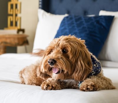 Adorable brown dog resting on a plush white bed with a blue headboard in a suite at Riviera Hotel South Beach