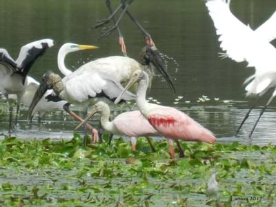 Birds in the river near Rio Celeste Hideaway
