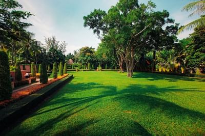 Spacious lawn with big tree at Paradox Resort Phuket