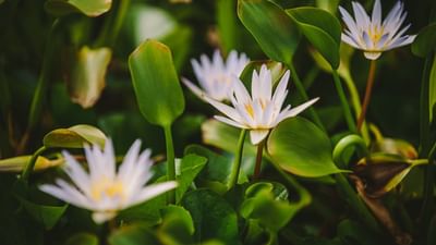 White star-shaped water lilies blooming among green lily pads and leaves under dappled shade at Hotel Montana Haiti