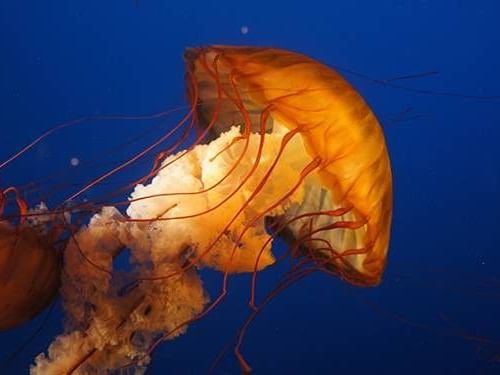 Vancouver Aquarium Marine Science Centre 