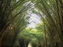 Titulo de Imagen: Tunel de arboles en el Jardín Botanico Lancetilla