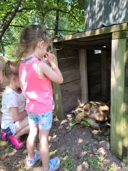 Two children observe a tortoise eating leafy greens in Bernice Nature Center at Shangri-La Monkey Island