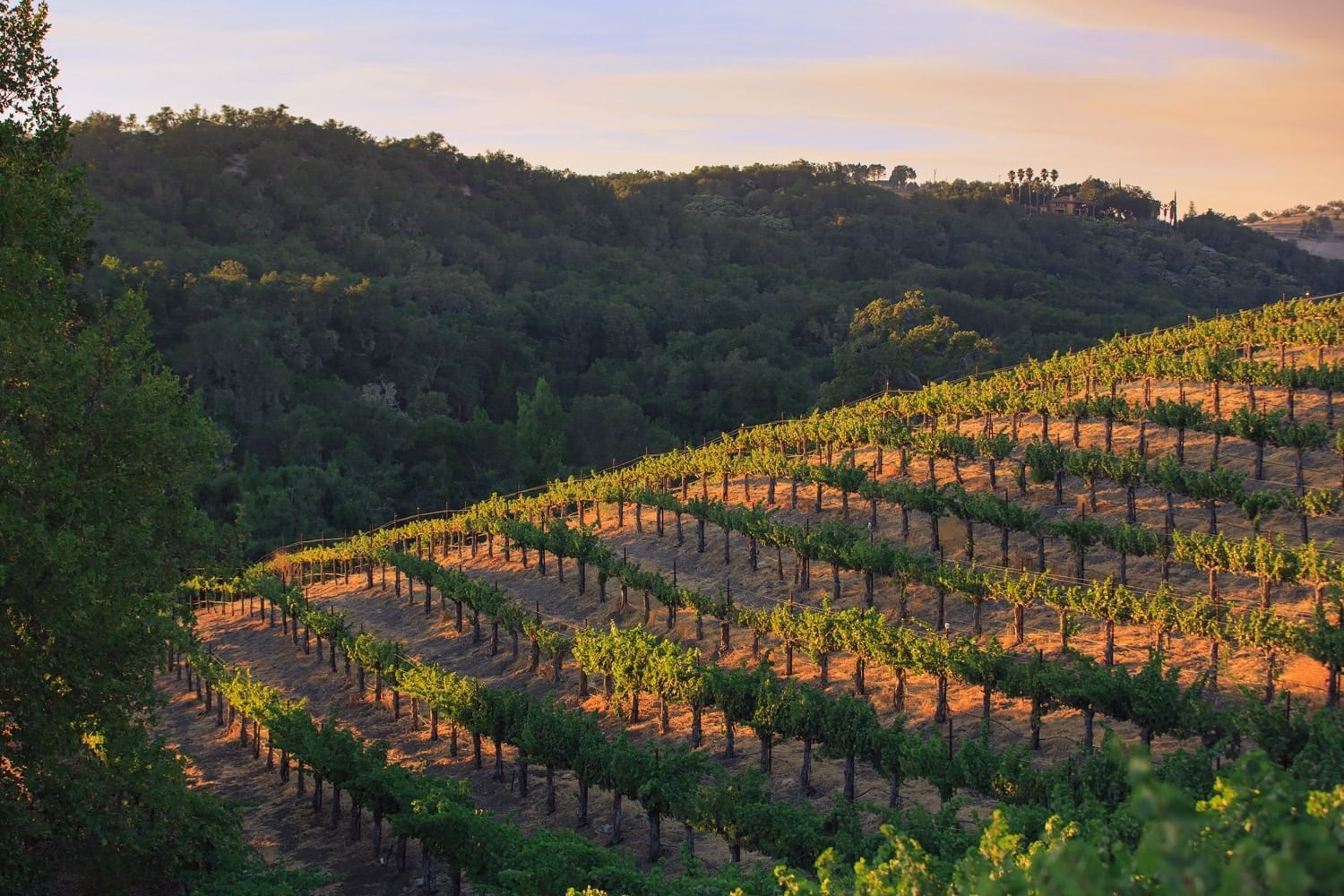 Aerial shot of vineyard grape vines at Allegretto Vineyard Resort