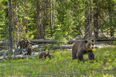 Thomas Magnelson Photography