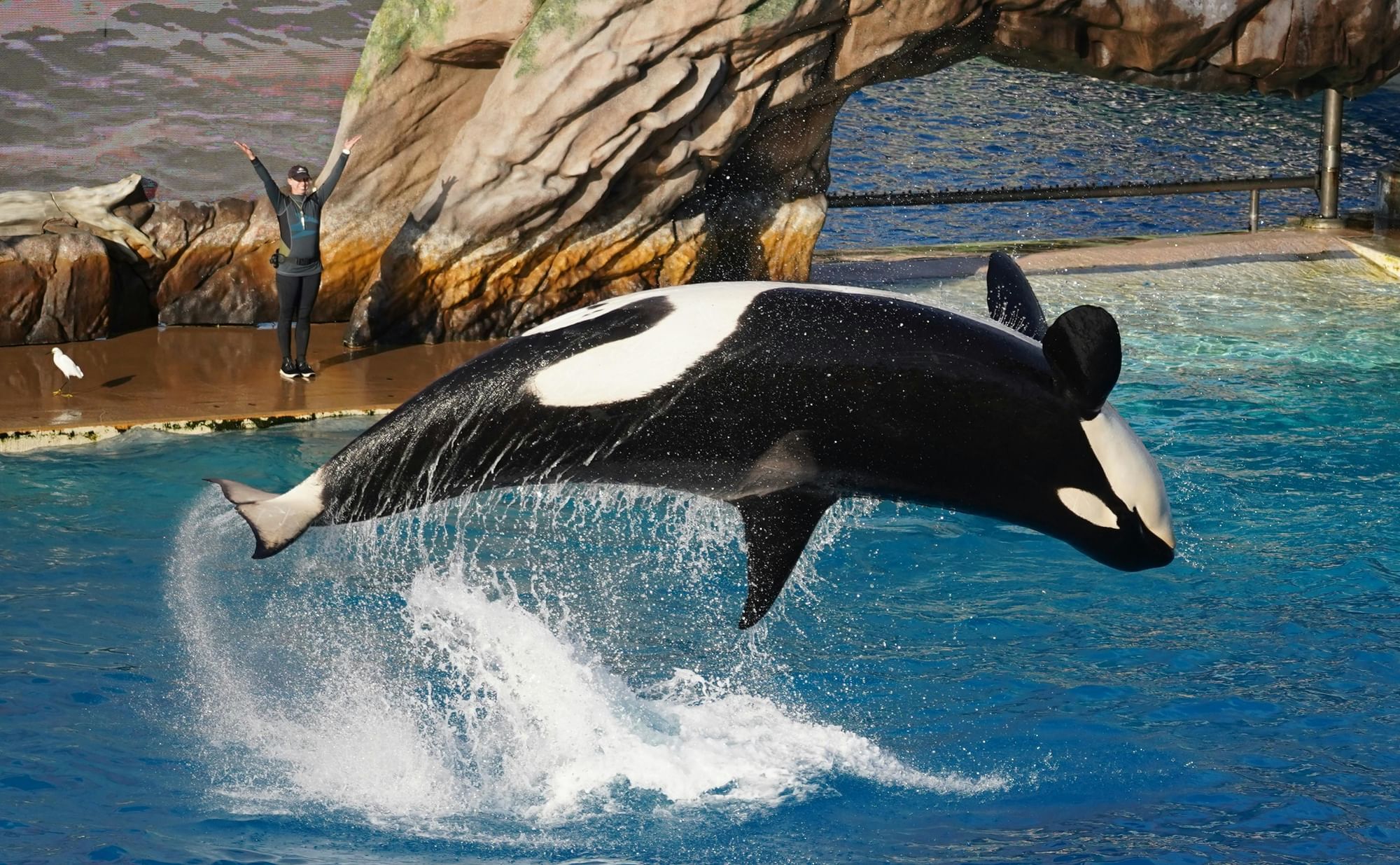 Orca doing a backflip out of the water at SeaWorld Orlando.