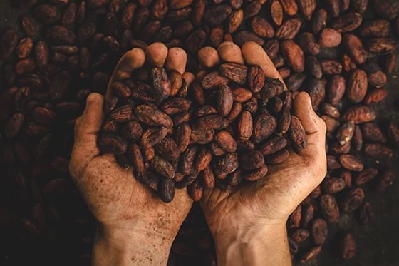 manos llenas de granos de café en Hotel Sumaq