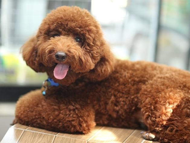 Cute brown toy poodle looking forward at Spencer Hotel & Conference Centre, among pet-friendly hotels London Ontario