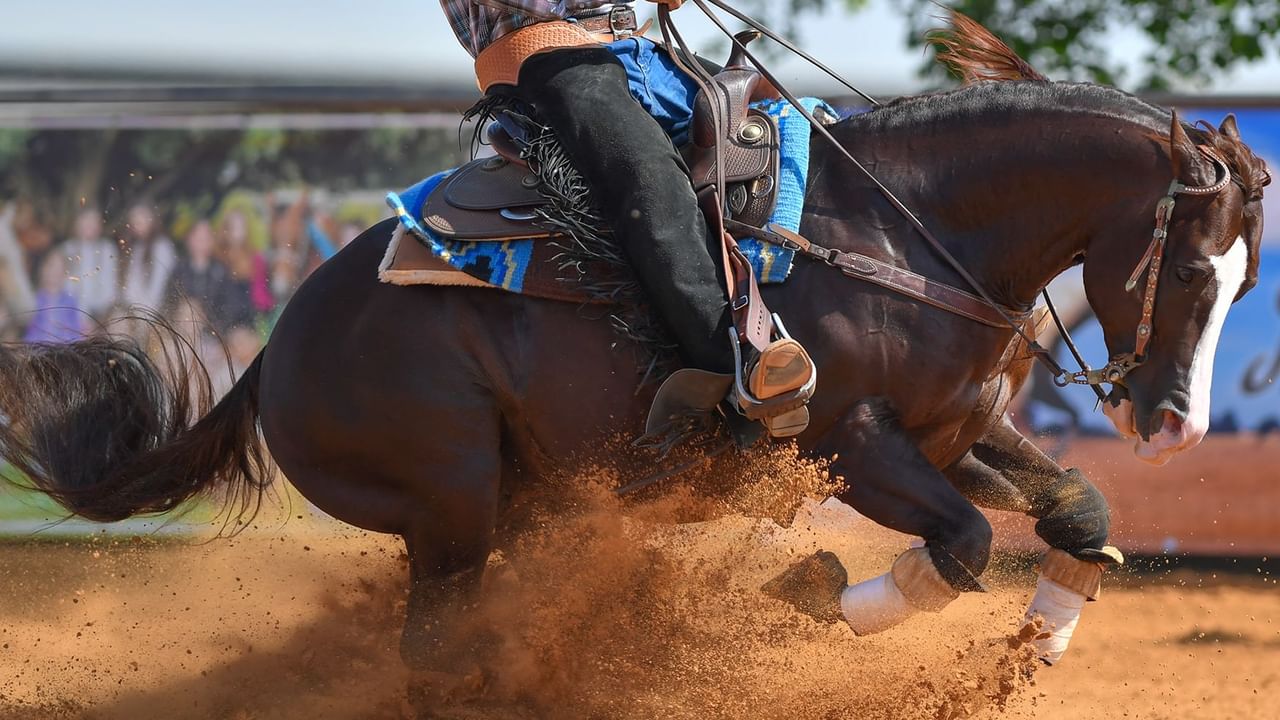 Close-up of galloping horse near Coast Hinton Hotel