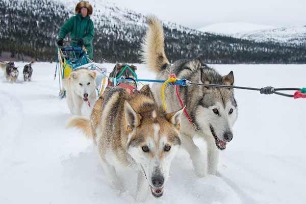Dog Sledding In Yukon