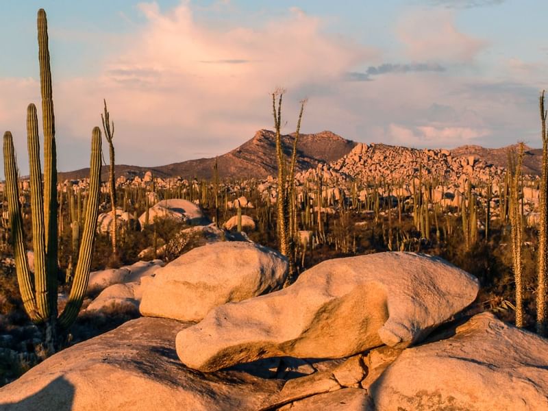 Un valle con rocas y cactus cerca de Gamma Hotels