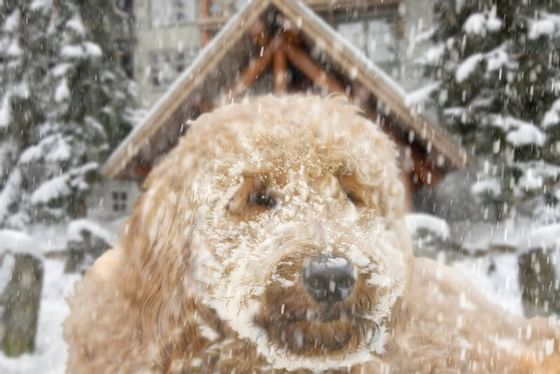 Goldendoodle standing in the snow at Blackcomb Springs Suites