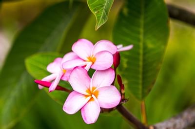 Flowers at Dorado Beach Resort