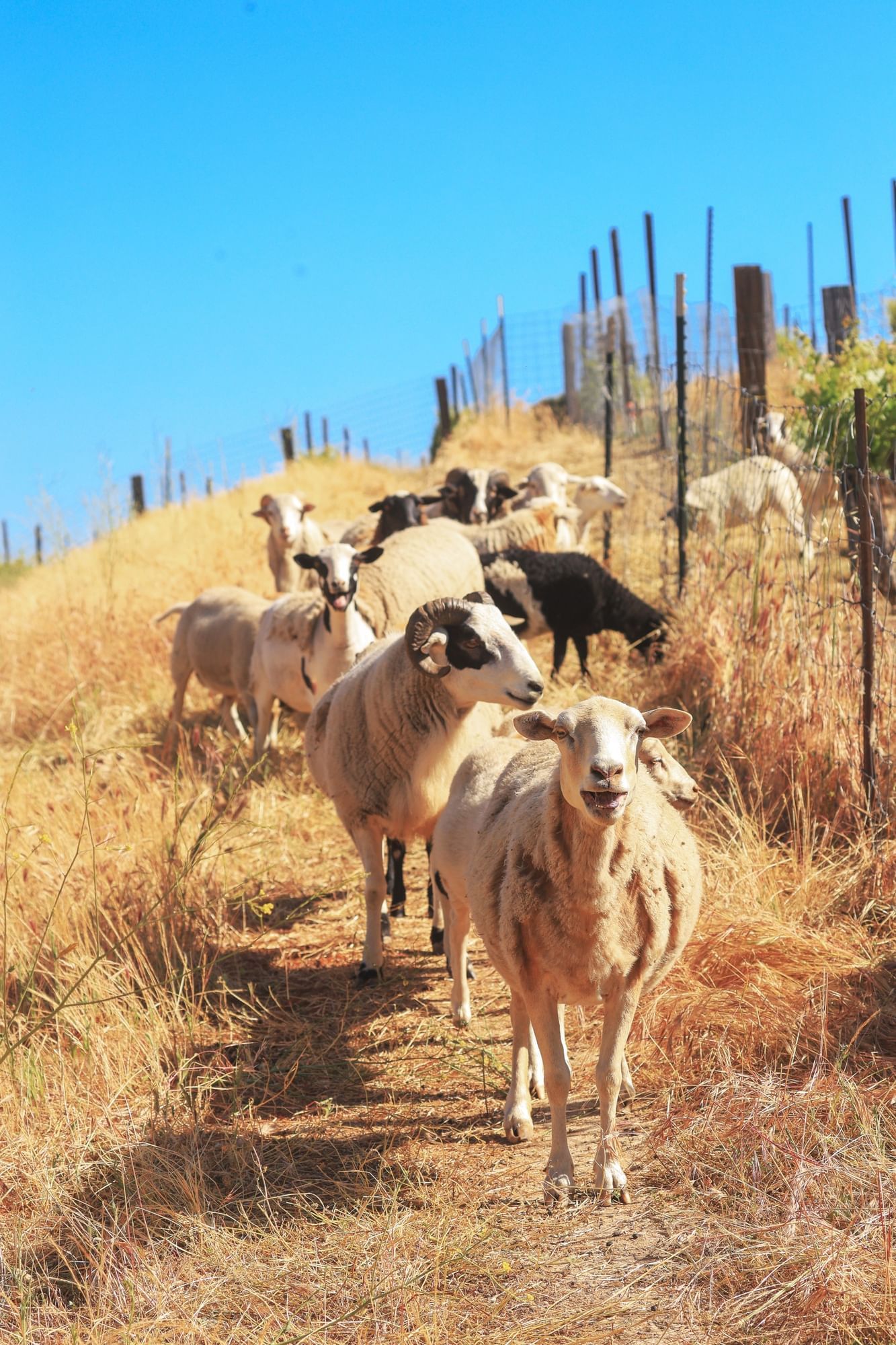 Lorem ipsum Goats roaming vineyard