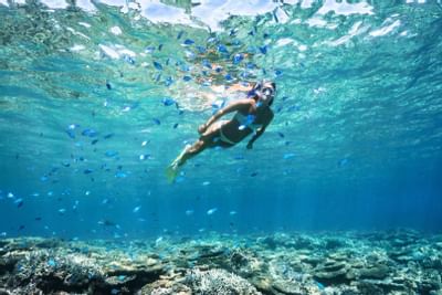A lady Snorkeling through fish near Heron Island Resort