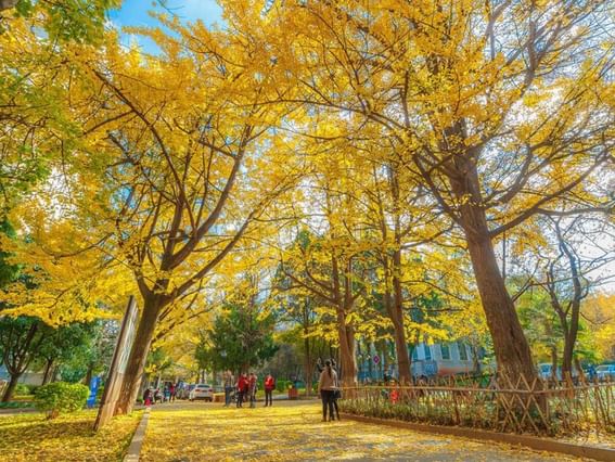 An autumn scene with ginkgo trees at Yunnan University near Park Hotel Group