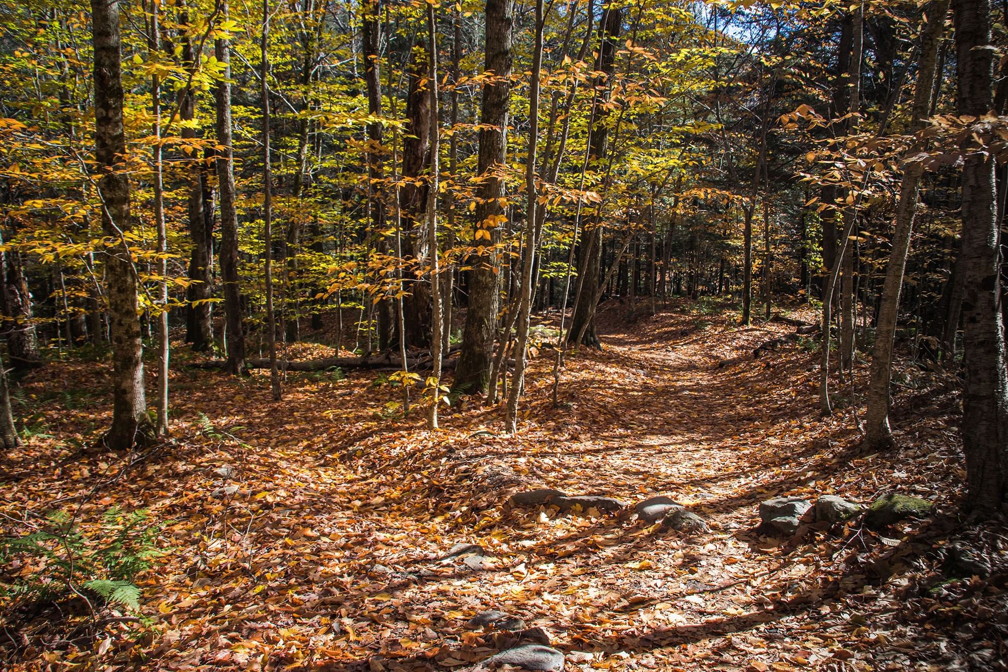 Autumn leave covered forest trail. Best hikes in Stowe Vermont during fall foliage.
