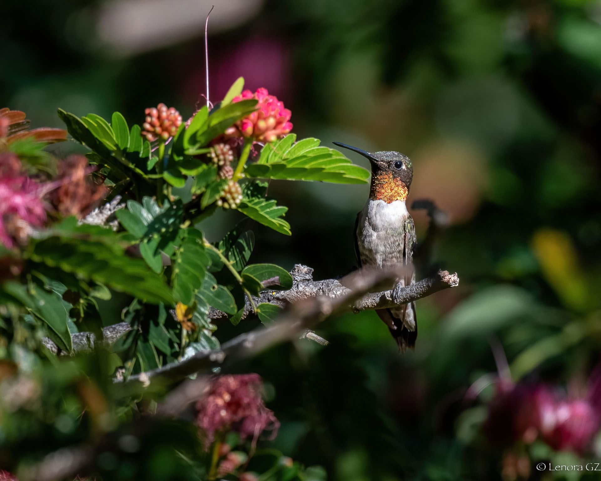 Birding Area In Bihar – BIPSA