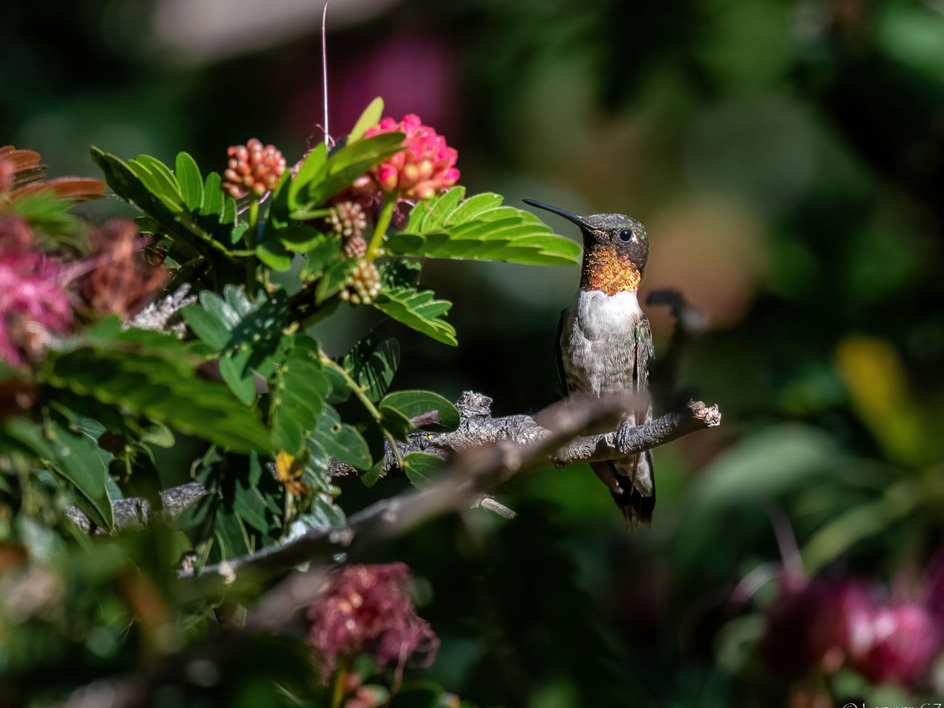 Ruby-throated hummingbird in bird watching area, Hotel Atitlan
