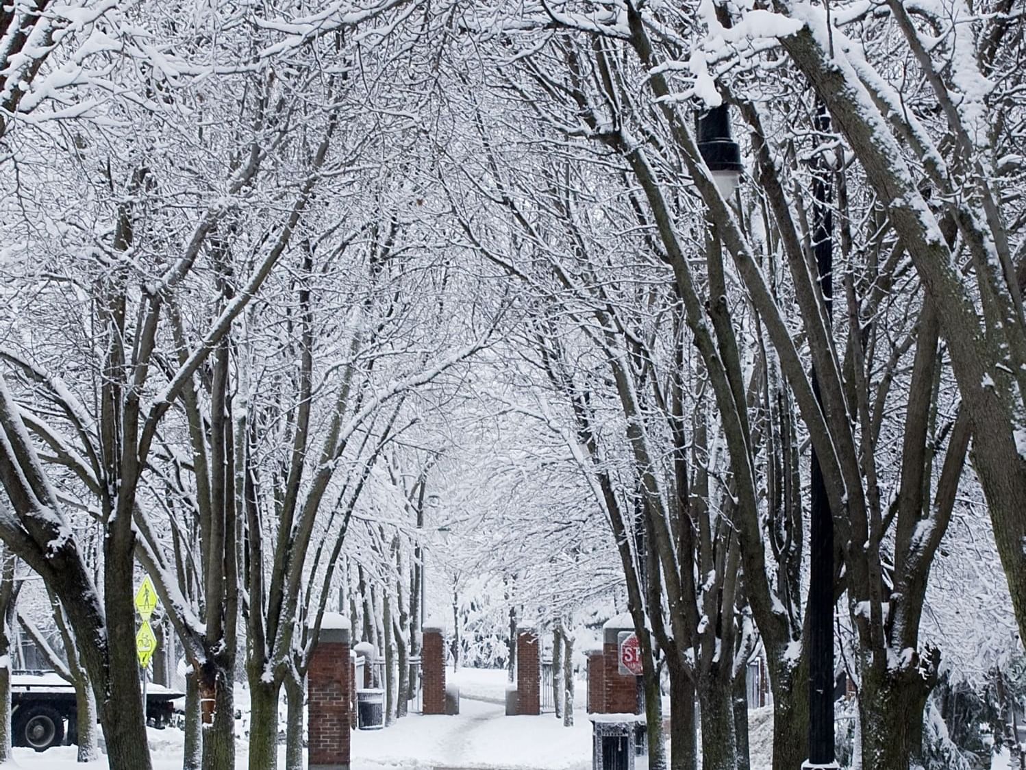 Snow covered trees in a park near Eliot Hotel during the winter