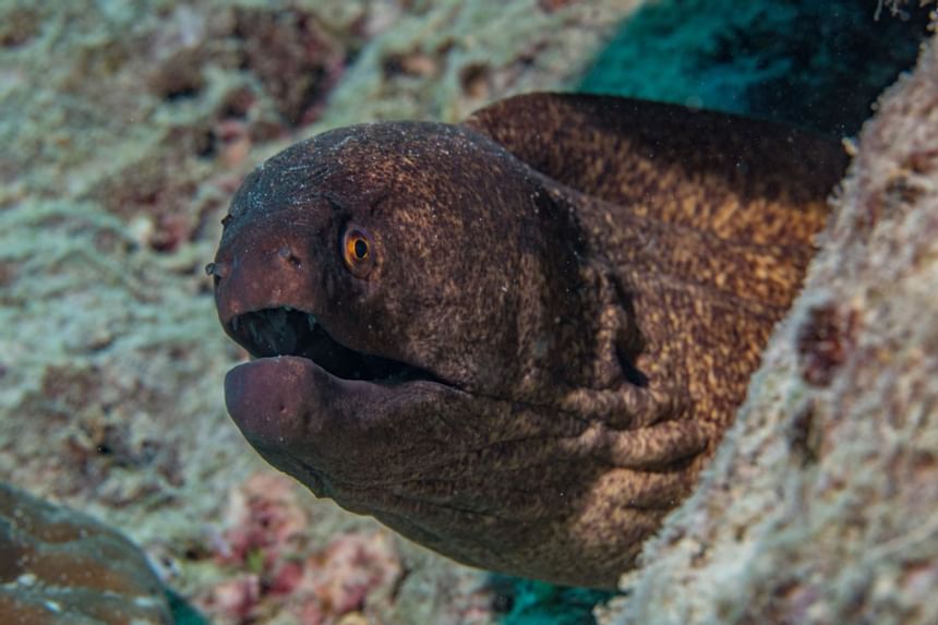 Closeup of a old turtle in a coral near Heron Island Resort