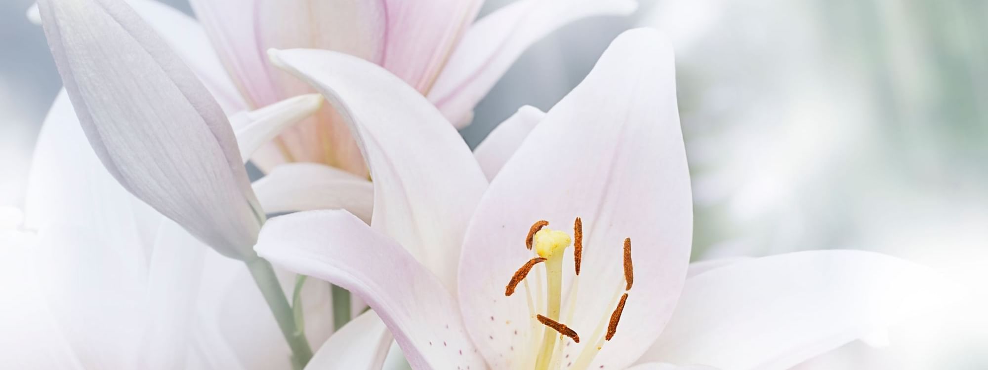 Close-up of Madonna Lilies at Novotel Sydney Olympic Park