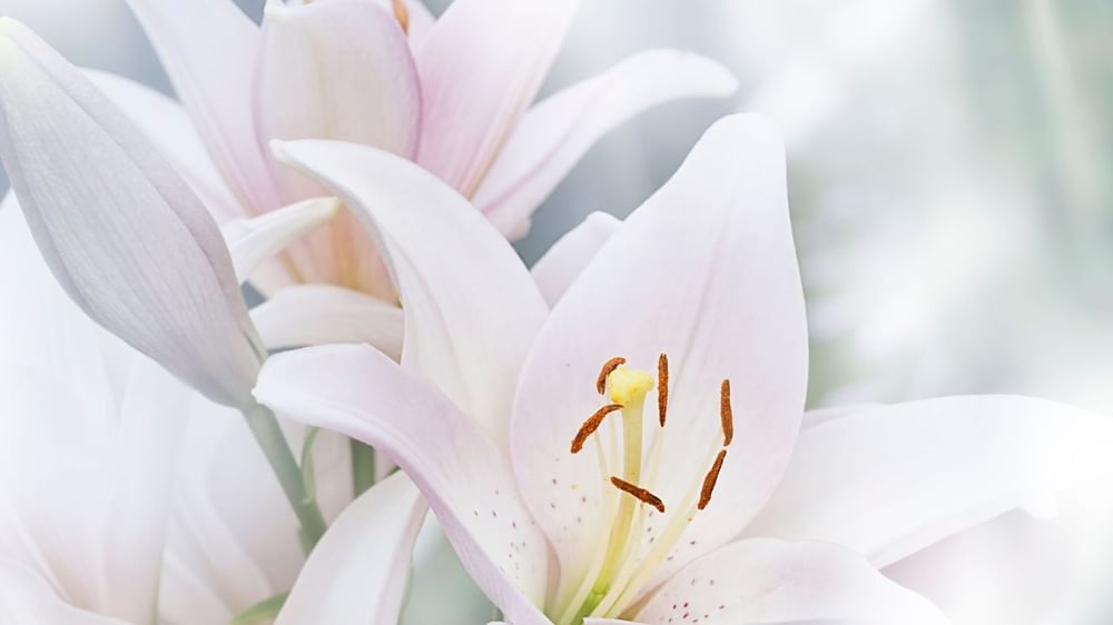 Close-up of Madonna Lilies at Novotel Sydney Olympic Park
