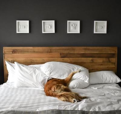 A dog is sleeping on the bed at Summit Lodge