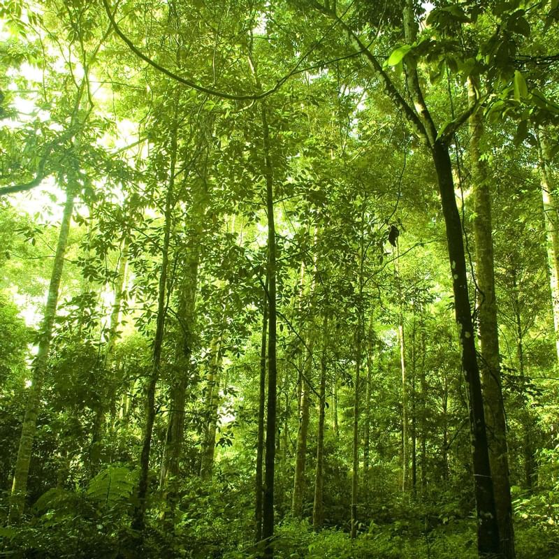 Inside the green forest near The Banjaran Hotsprings Retreat
