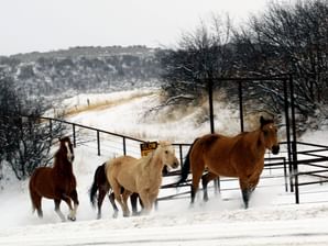 Horses in the snow at saddleback ranch