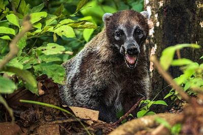 Animal muy sorprendido