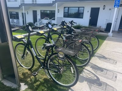 Row of bicycles on green grass