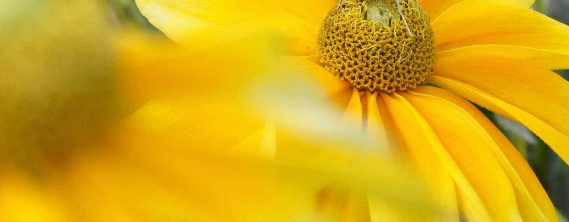 Nahaufnahme einer gelben Blume in der Nähe der Flemings Hotels