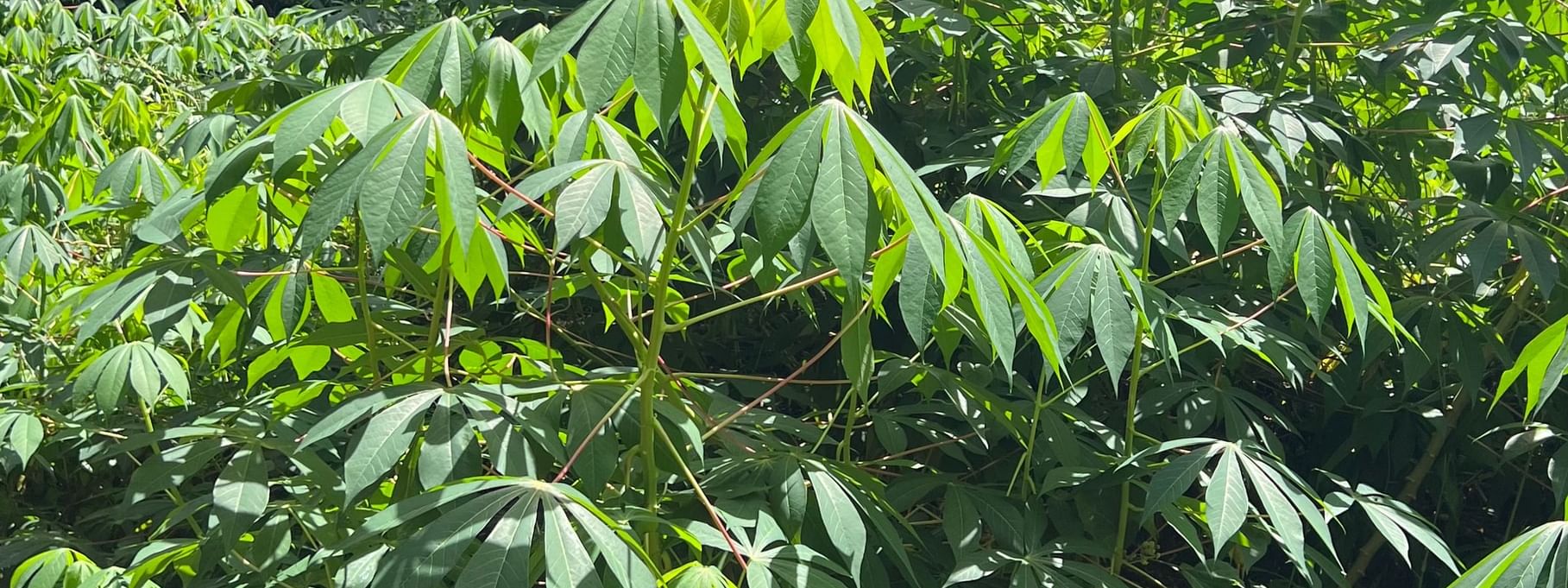 Lush green foliage in the forest during Reef Walking & Nature Discovery at Tambua Sands Beach Resort - Fiji, Sigatoka