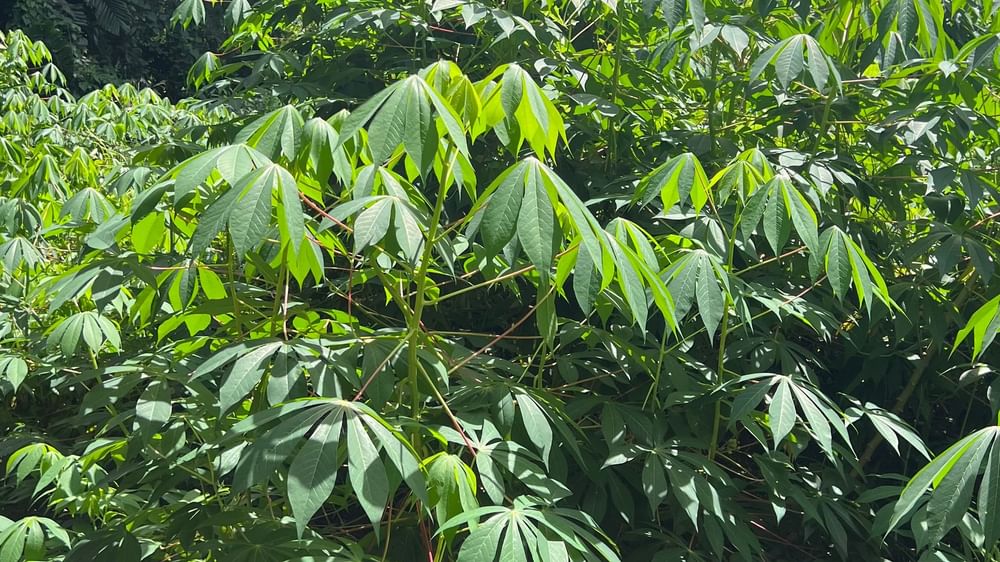 Lush green foliage in the forest during Reef Walking & Nature Discovery at Tambua Sands Beach Resort - Fiji, Sigatoka.